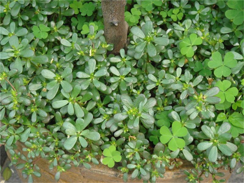 孕妇千万不要吃的几类水果,1-3个月孕妇禁止吃的食物