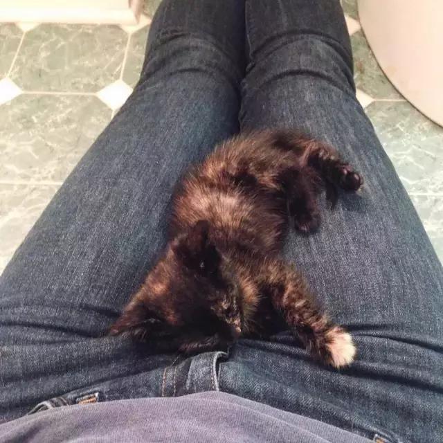 玳瑁猫有什么好,玳瑁猫猫界有多受欢迎