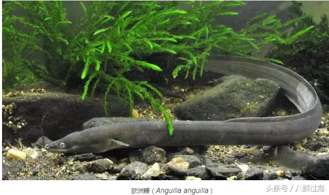 从鳗鱼的智慧说再到成为日本人餐桌上的料理食材！