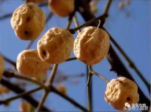 百香籽有没有假的,百香有没有假的