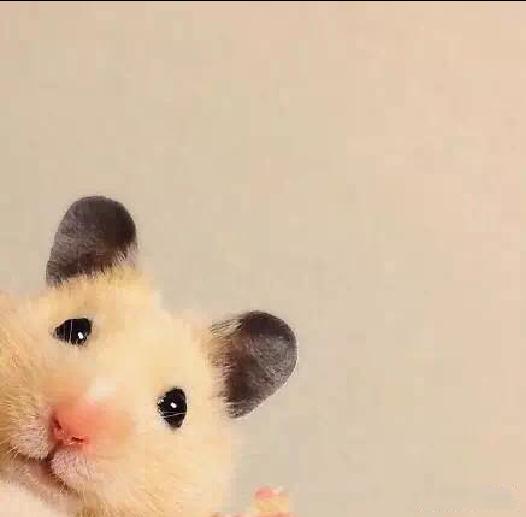 宠物仓鼠视频集,仓鼠宠物的视频