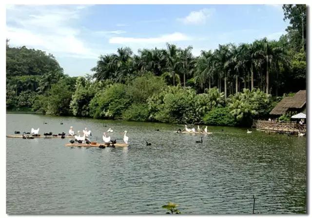 长隆野生动物世界抱考拉,考拉长隆野生动物园
