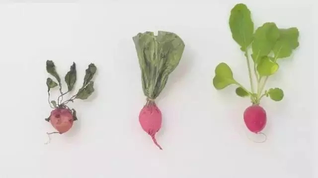 日本民众抢疯蔬菜,日本人抢购中国食物