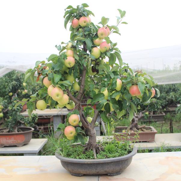 精明女人早就不种花草了，都在种这些果树苗，好看还好吃