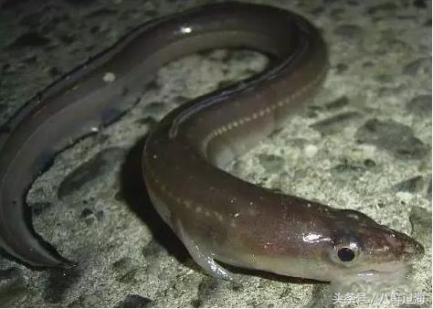 从鳗鱼的智慧说再到成为日本人餐桌上的料理食材！