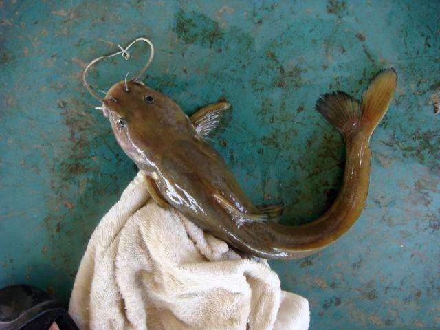 此鱼酷似老鼠，味道毫不逊于“长江三鲜”只是很难钓获