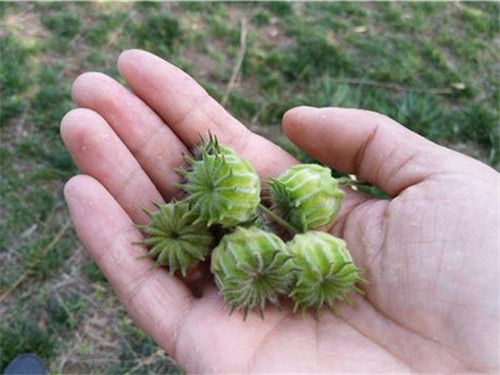 能印花还能治病的“磨盘草”，村里女孩拿它当耳环带