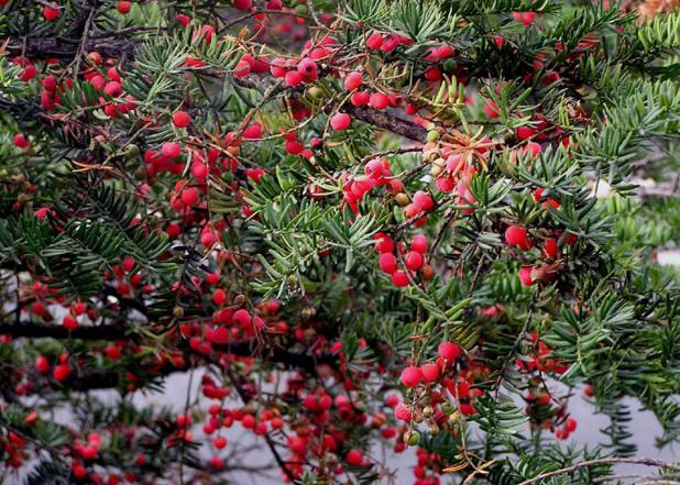 红豆杉现在大量种植有销路吗视频,红豆杉种植前景怎么样