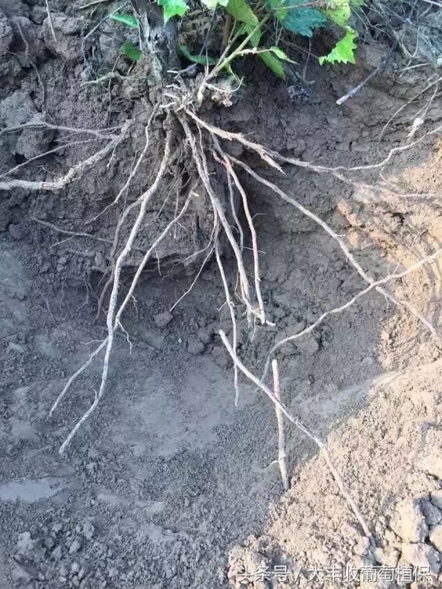 葡萄园挖土时，发现这种白色肉虫，一定要重视