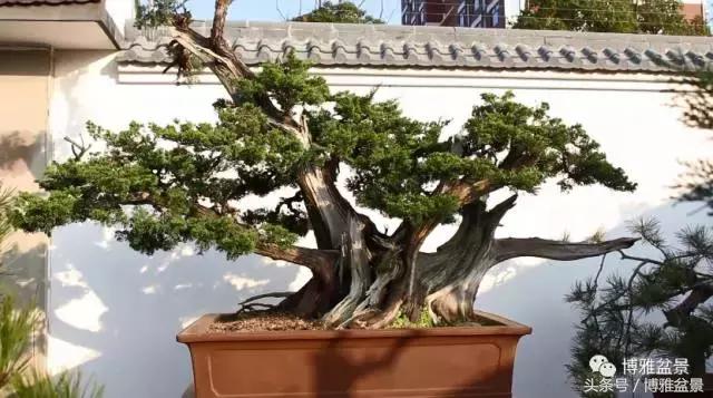 清逸园，一座闹中取静的“文人园林”