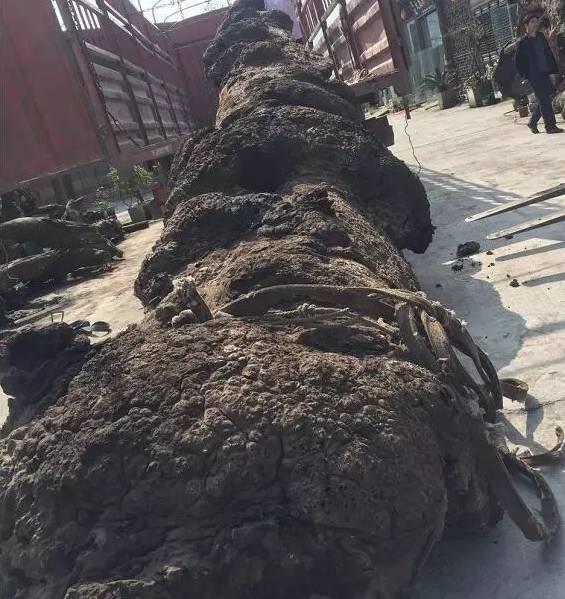 难得一见的千年金丝楠阴沉木8棵,千年金丝楠阴沉木鉴别