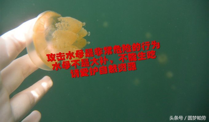 一站式的帕劳自由行,帕劳自由行最佳路线图