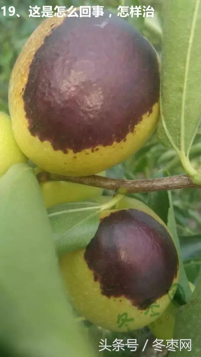 冬枣管理问题分析,冬枣管理问题解答186期