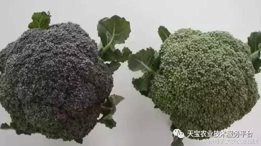 西兰花黑心是什么原因引起的,西兰花黑心病用什么药