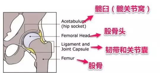 宝宝腿纹不对称是拍ct还是彩超,腿纹不对称但是双腿蹬起来很有力