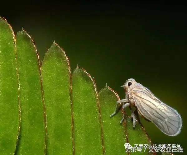 十大类杀虫剂详解不容错过,十大类型杀虫剂