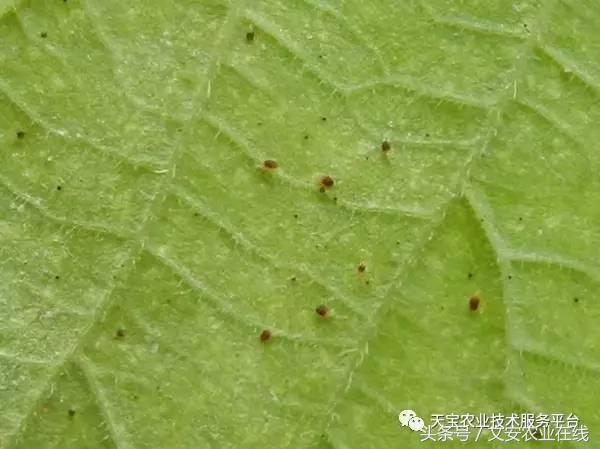 家用杀虫剂喷雾十大品牌,内吸性杀虫剂十大排行