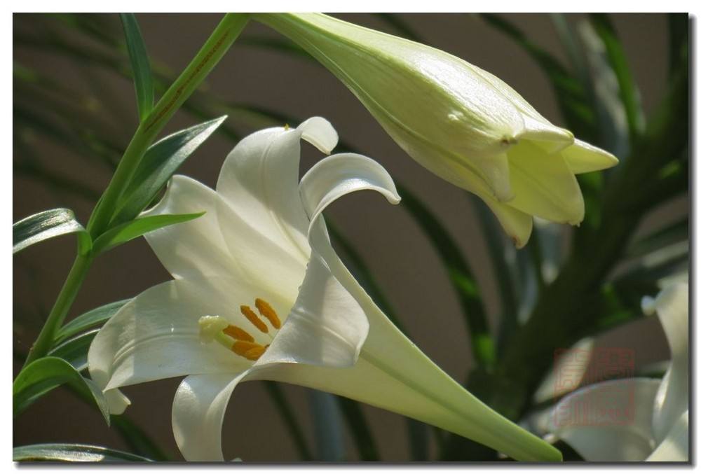 百合百年好合的功效与作用,百合花除了百年好合还有什么寓意