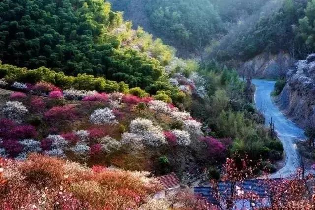 中国国花有什么样的品质,中国国花有什么品质