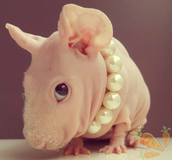 9个奇怪的无毛动物