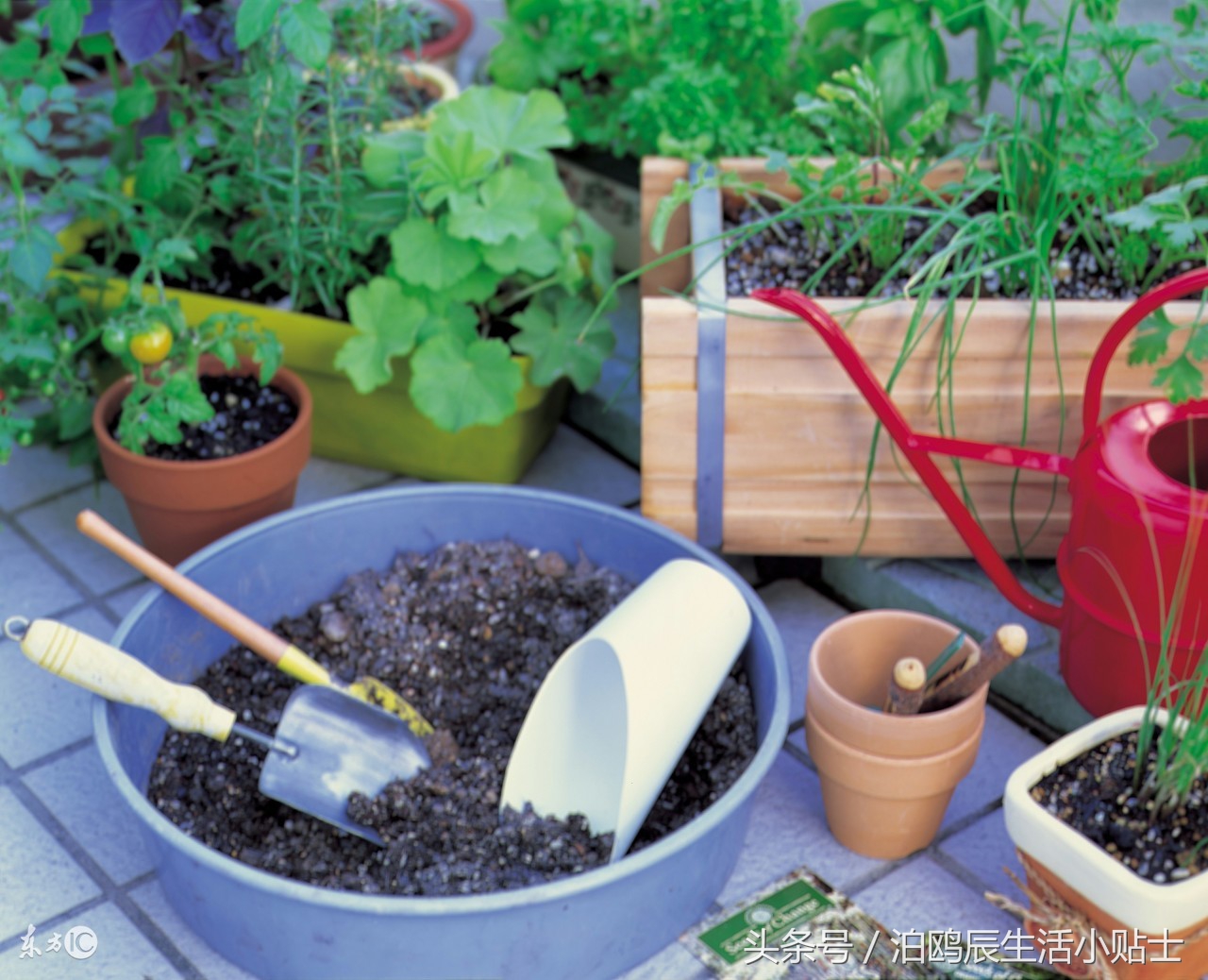 北方花卉家庭养殖技术,家庭盆景花卉好养殖室内