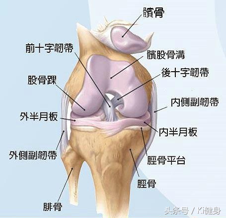 大腿前侧肌肉运动图解,小腿前侧肌肉解剖讲解视频