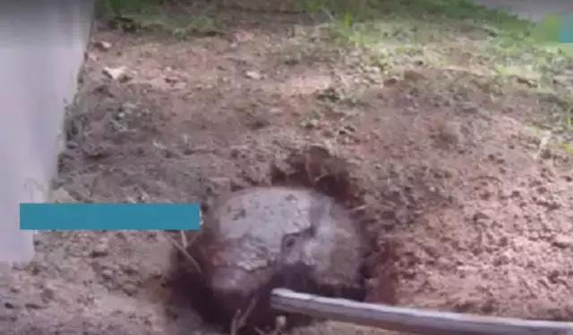 男子自家院子发现一个洞,男子在后院里发现一个奇怪的洞穴