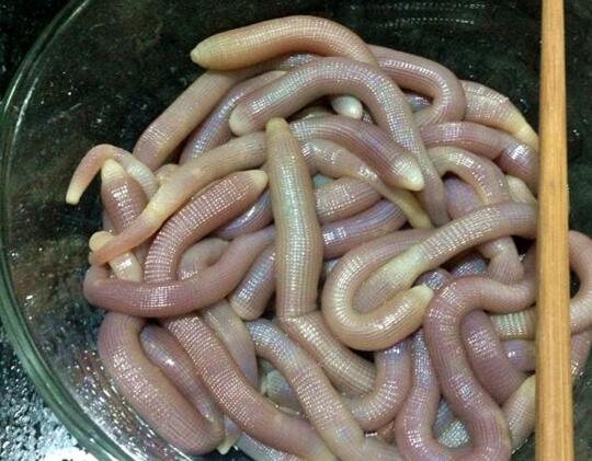 最恶心的海鲜是什么,最腥臭的海鲜是哪种海鲜