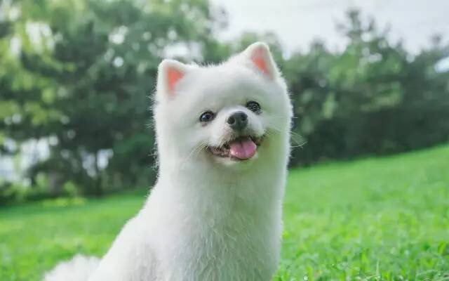 狗狗食物中毒怎样急救,狗狗误食中毒的表现