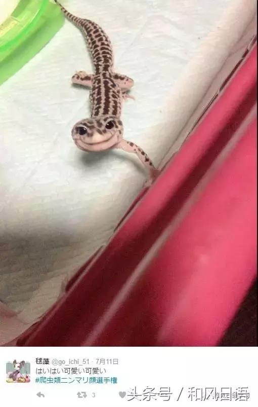 日本可爱小壁虎,日本宠物壁虎