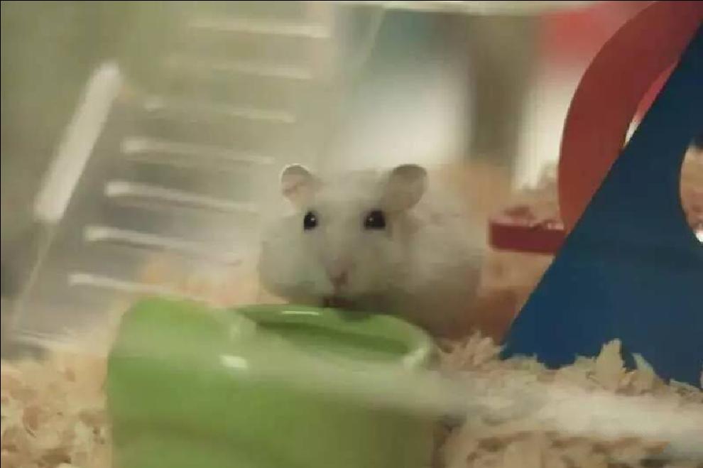 宠物仓鼠视频集,仓鼠宠物的视频