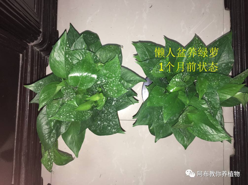 绿萝绿植怎么养活得快呢,绿萝植物养殖小知识