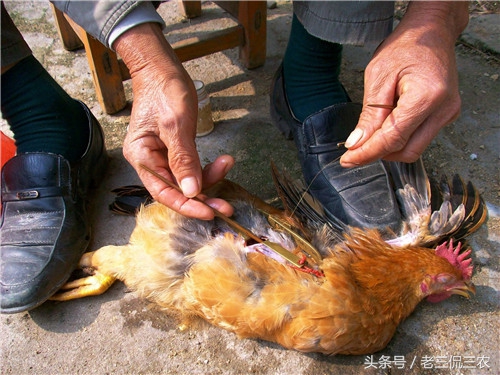 农村阉鸡，相信大家都见过！但第三种阉，相信很多人没见过！