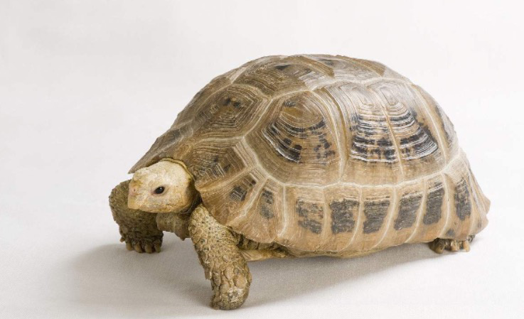 养殖陆龟有什么用,养陆龟的视频教程