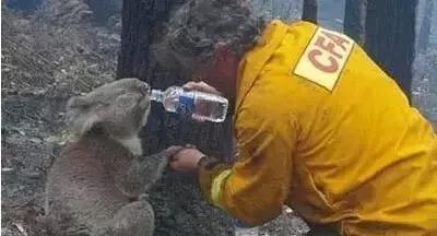 澳大利亚鲍鱼新西兰鲍鱼,澳大利亚顶级鲍鱼