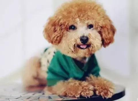 你听说过”反泰迪联盟“和”人形泰迪“吗？养泰迪凭啥要被歧视？