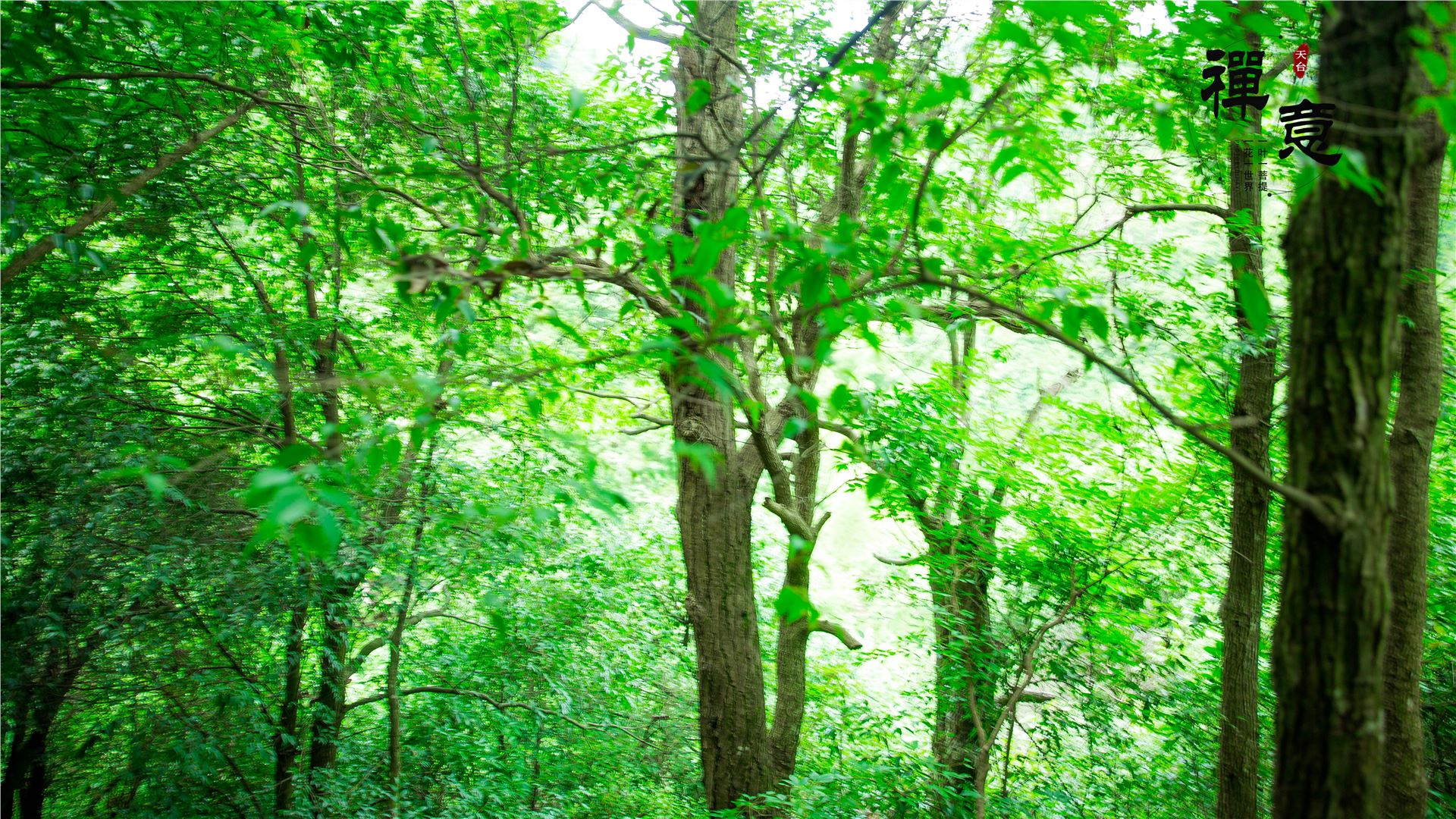 石梁飞瀑高清图,天台山国清寺石梁飞瀑一日游