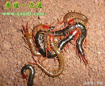 蜈蚣黑斑病发病机理研究,蜈蚣黑斑病