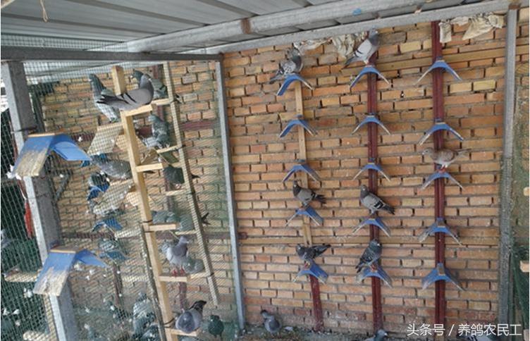 养鸽农民工探访资深鸽友，毫无保留的倾囊相授信鸽可以这样玩！