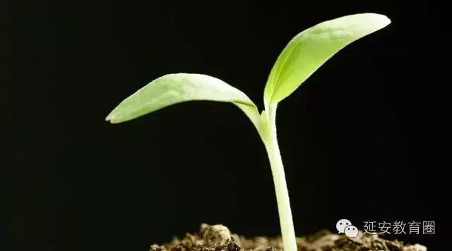 如何让种子快速长出小苗,怎样快速让植物种子发芽