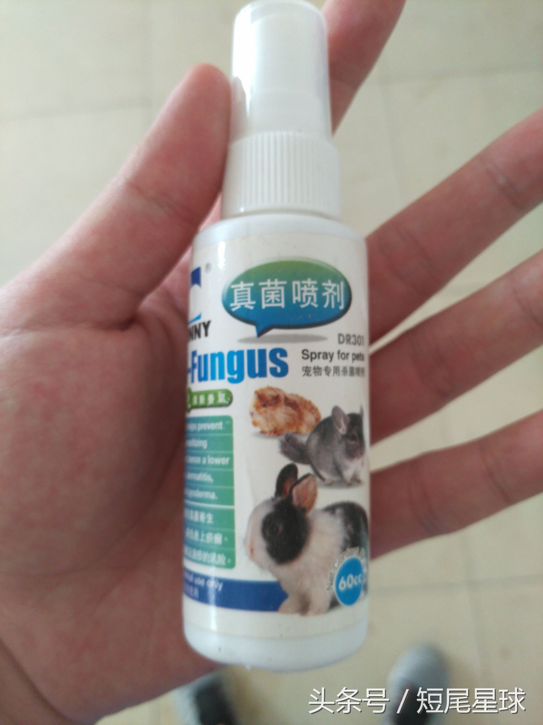 兔子真菌感染怎么治疗,兔子真菌感染如何治疗图片大全