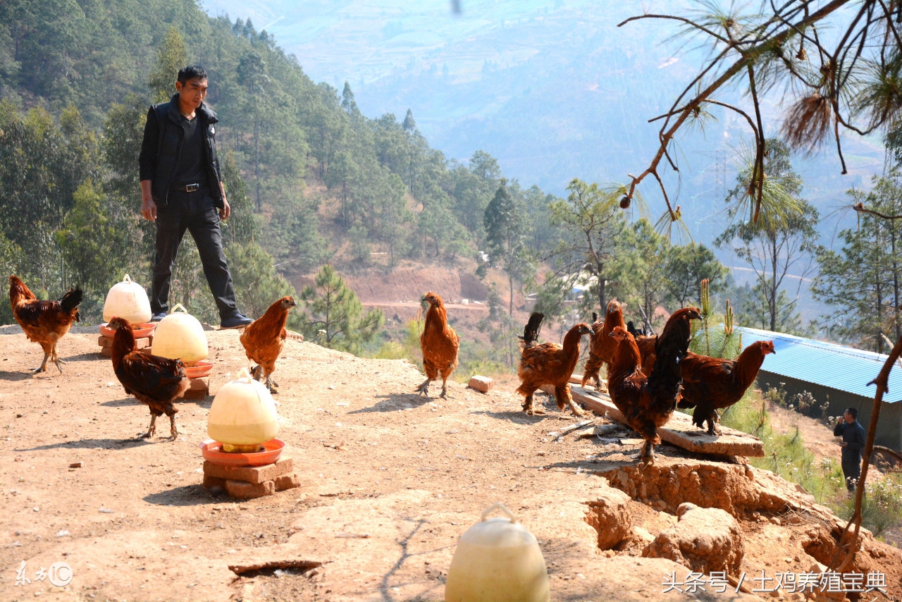 土鸡的鸡爪子怎么弄干净,土鸡长鸡痘怎么办