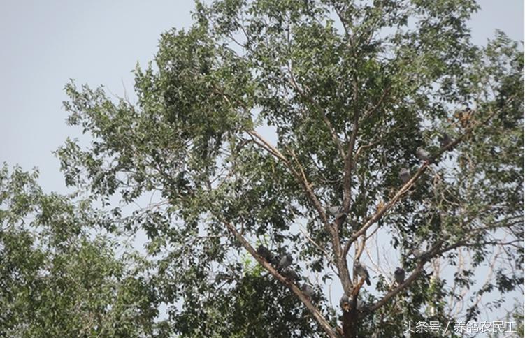 养鸽农民工探访资深鸽友，毫无保留的倾囊相授信鸽可以这样玩！