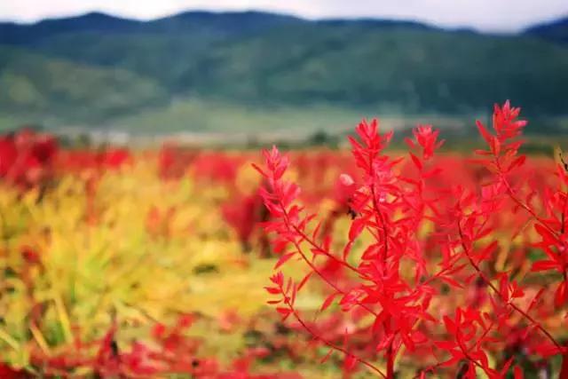川西最美秋景,四川最美秋景