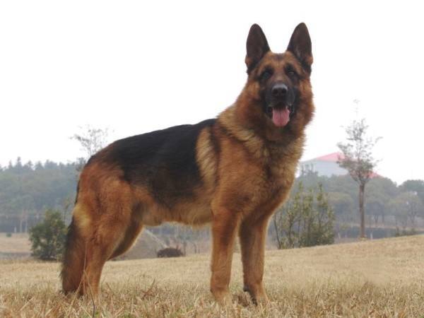 新手好养的四种猛犬,老司机正确的选择