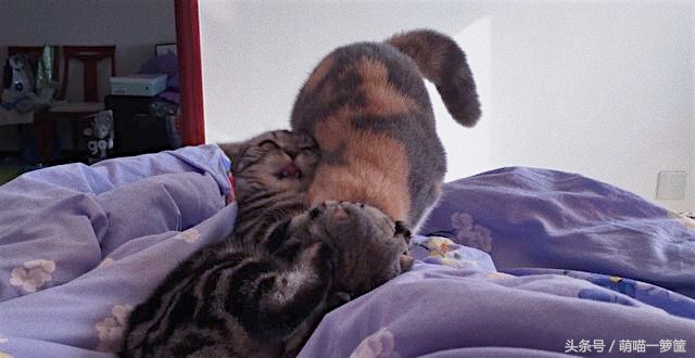 怎么辨别两只猫咪打架还是玩耍,多猫家庭怎么辨别猫尿