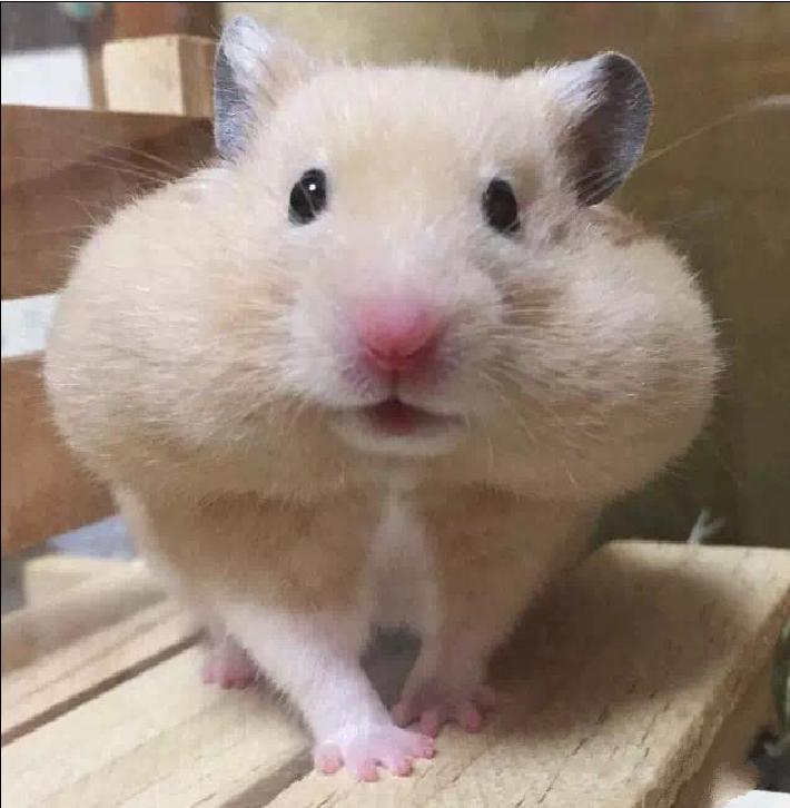 仓鼠宠物沟通,仓鼠宠物怎么上手训练