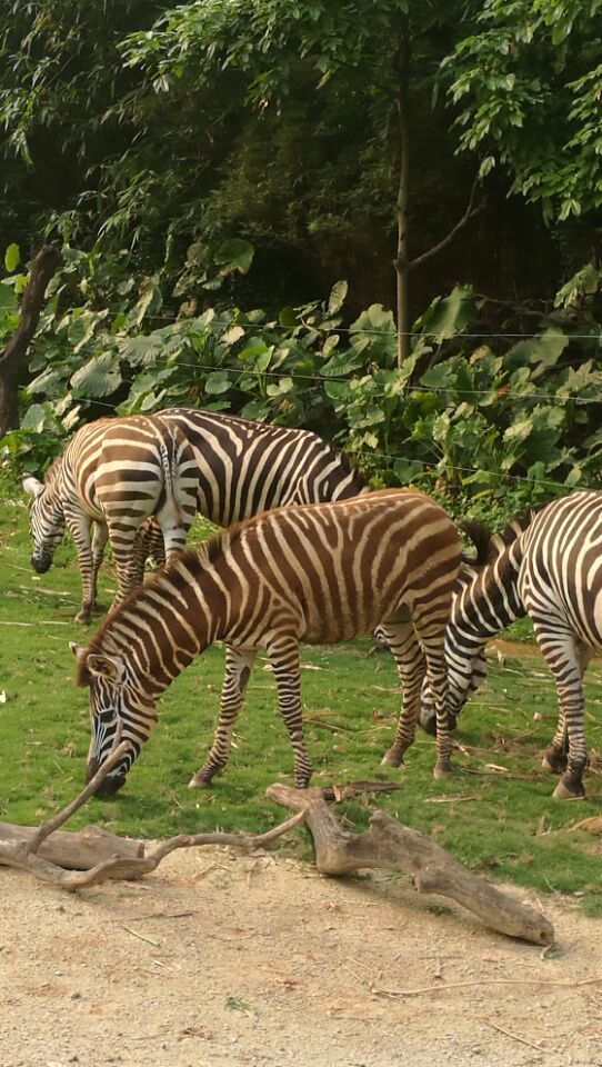 广东长隆野生动物园旅游攻略图片,长隆野生动物园国宝有几只