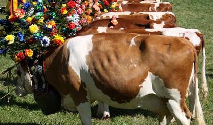 瑞士宾博奶粉鉴察团，为宝宝选奶粉的5个黄金要点