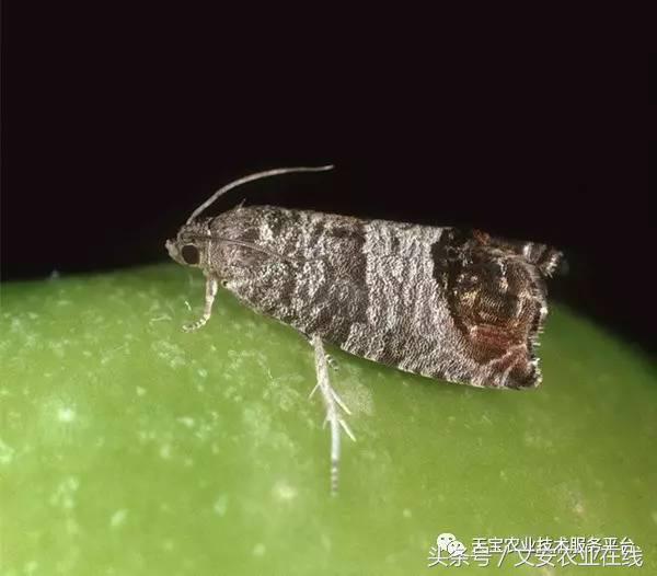 十大类杀虫剂详解不容错过,十大类型杀虫剂